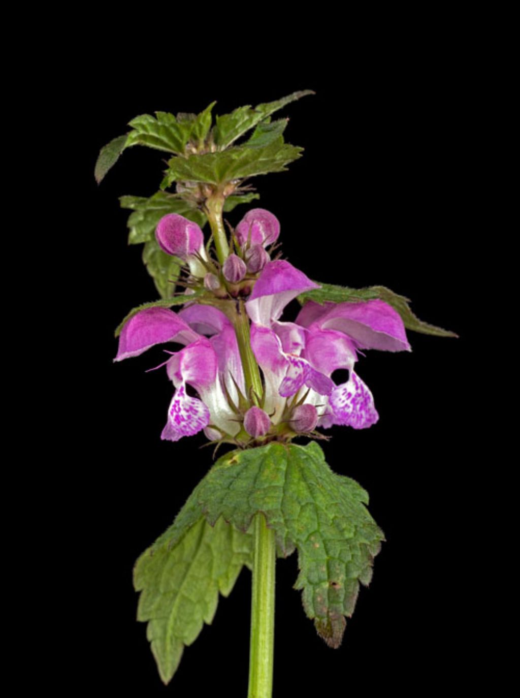 Lamium da identificare